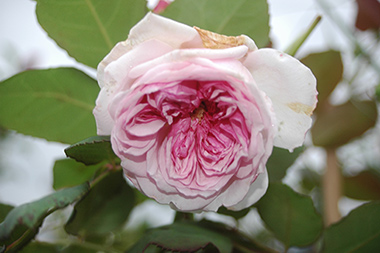 Orsola Spinola - Rosa Generosa