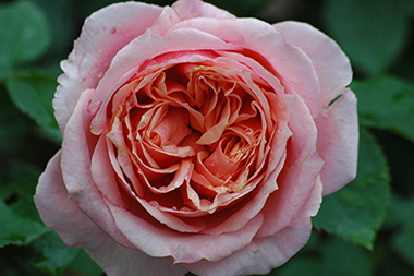Paul Bocuse - Rosa Generosa