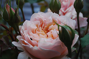 Versigny - Rosa Generosa