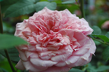 William Christie - Rosa Generosa