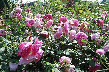 Harlow Carr - Roses anglaises