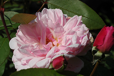 Mortimer Sackler - Roses anglaises