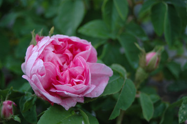 Typ Kassel - Rosa centifolia