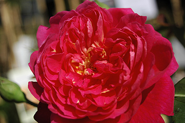 Benjamin Britten - Roses anglaises