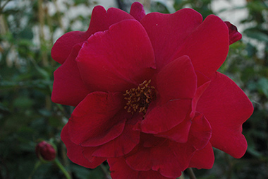 Etoille de Holande, Clg - Rosiers grimpants et rosiers lianes