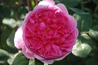 John Clare - Roses anglaises