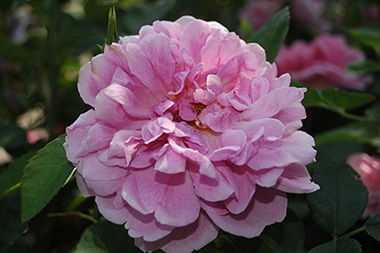 The Countryman - Roses anglaises