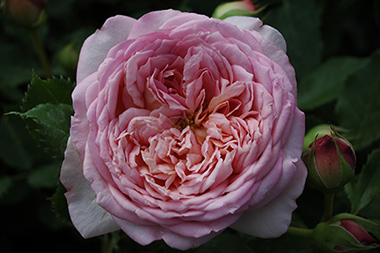 Jubilee Celebration - Roses anglaises