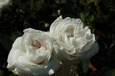 Blanche Moreau - Rosa centifolia muscosa (moussue)