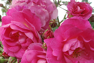 Therese - Des roses sign&eacute;es Weihrauch