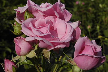 Le vieux Marbourg (syn. : Alt Marburg) - Des roses sign&eacute;es Weihrauch