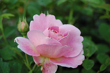 Walburga - Des roses sign&eacute;es Weihrauch