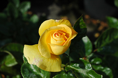 Goldene Heimat 05 - Des roses sign&eacute;es Weihrauch