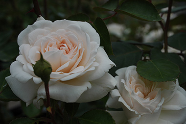 Miss Leda - Des roses sign&eacute;es Weihrauch