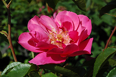 Pink Dream - Des roses sign&eacute;es Weihrauch