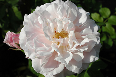Gruss an Labenz - Des roses sign&eacute;es Weihrauch