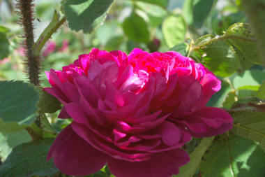 Eugenie Guinoisseau - Rosa centifolia muscosa (moussue)