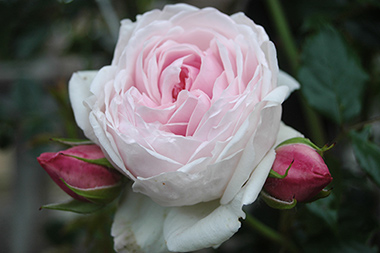 Marie Helene - Des roses sign&eacute;es Weihrauch
