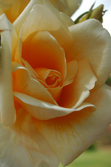 Moonlight S�r�nade (syn. Weihrauchs Moonlight Sere - Des roses sign&eacute;es Weihrauch