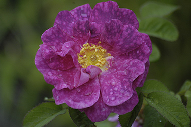 Alain Blanchard - Rose gallique