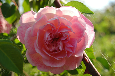 Ren� Andr� - Rosiers grimpants et rosiers lianes