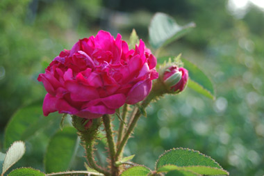 Mme. de la Roche-Lambert - Rosa centifolia muscosa (moussue)