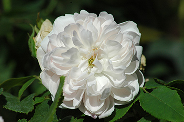 Jacques Cartier (blanc) - Rose de Damas