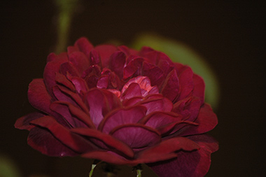 Nuits de Young - Rosa centifolia muscosa (moussue)