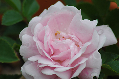 Debutante - Rosiers grimpants et rosiers lianes