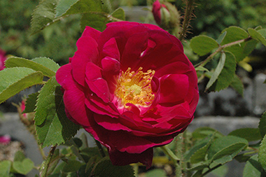 Henri Martin - Rosa centifolia muscosa (moussue)