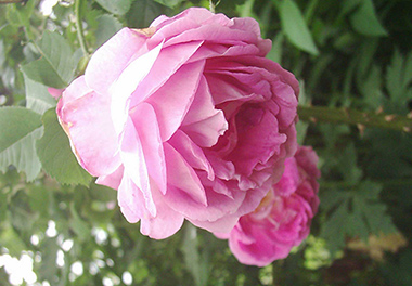 Bourbon Queen - Rose Bourbon