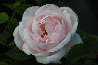 Gonsoli Ga�tano - Hybrides perp&eacute;tuels