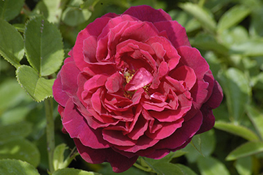 Duke of Edinburgh - Hybrides perp&eacute;tuels