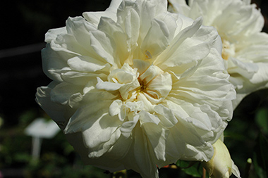 Alister Stella Gray - Rosiers grimpants et rosiers lianes