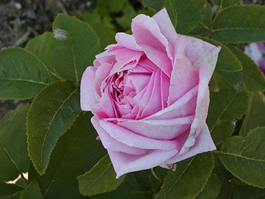 Berthe Dumesnil de Montchauveau - Hybrides perp&eacute;tuels