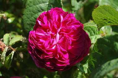 Hippolyte - Rose gallique