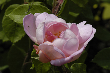 Robert L�opold - Rosa centifolia muscosa (moussue)