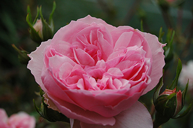 Souvenir de Handlova - Des roses sign&eacute;es Weihrauch