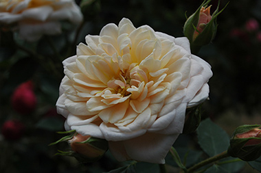 Henryke - Des roses sign&eacute;es Weihrauch