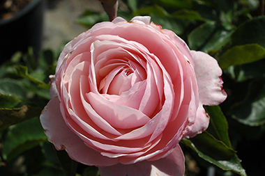 Vicomte Th�odore de Castex (syn. : Elric von Melnibon�) - Des roses sign&eacute;es Weihrauch