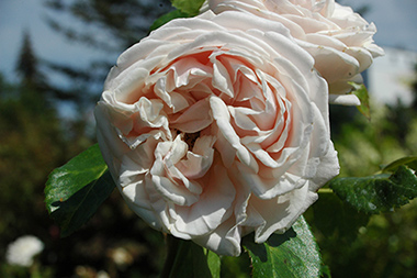 Pays de Cocagne (syn.Haldensleben) - Des roses sign&eacute;es Weihrauch