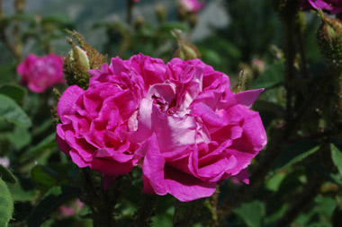 William Lobb ('Old Velvet Moss') - Rosa centifolia muscosa (moussue)
