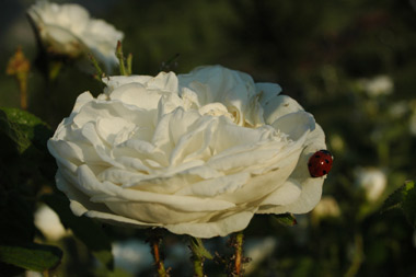 Botzaris - Rose de Damas