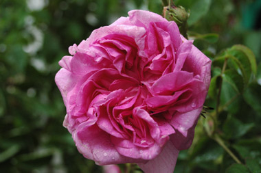 Marie-Louise - Rose de Damas