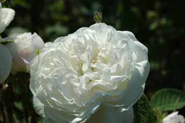 Mme. Hardy - Rose de Damas