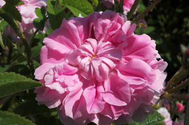 Trigintipetala (`Rose von Kazanlik`) - Rose de Damas