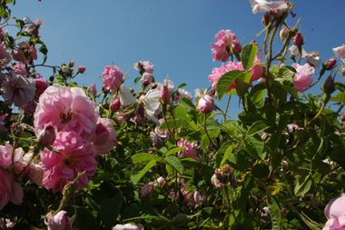 York and Lancaster - Rose de Damas