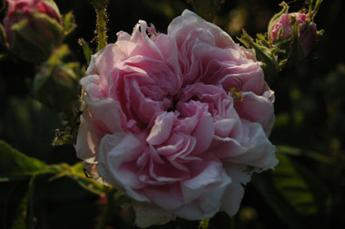 Agathe Incarnata - Rose gallique
