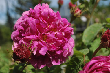 Aimable Rouge - Rose gallique