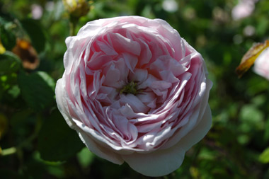 Belle Isis - Rose gallique